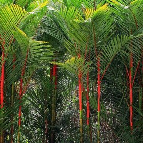 Red trunk palm, cyrtostachys renda 